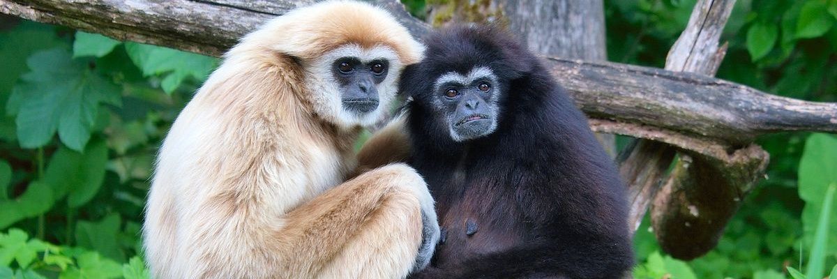 montill's profile banner image