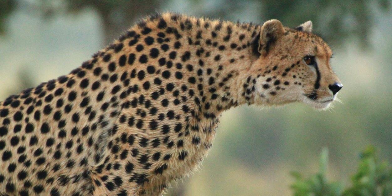 MyKrugerTracks's profile banner image
