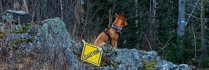 Peter Cummings, MD banner