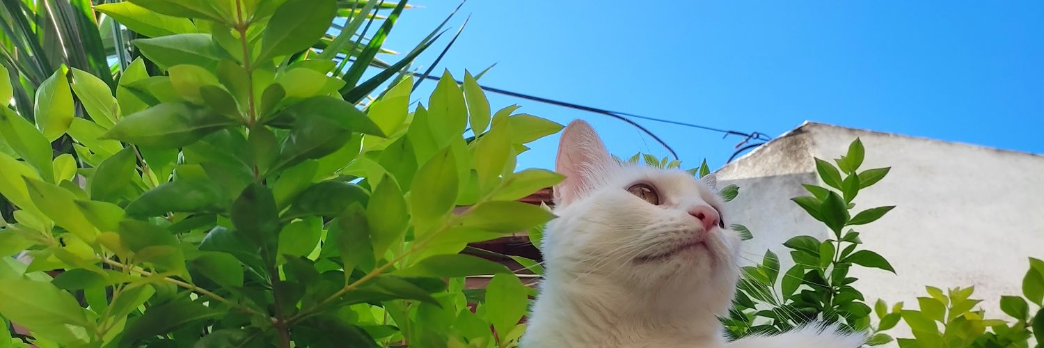 GiuuliOger's profile banner image