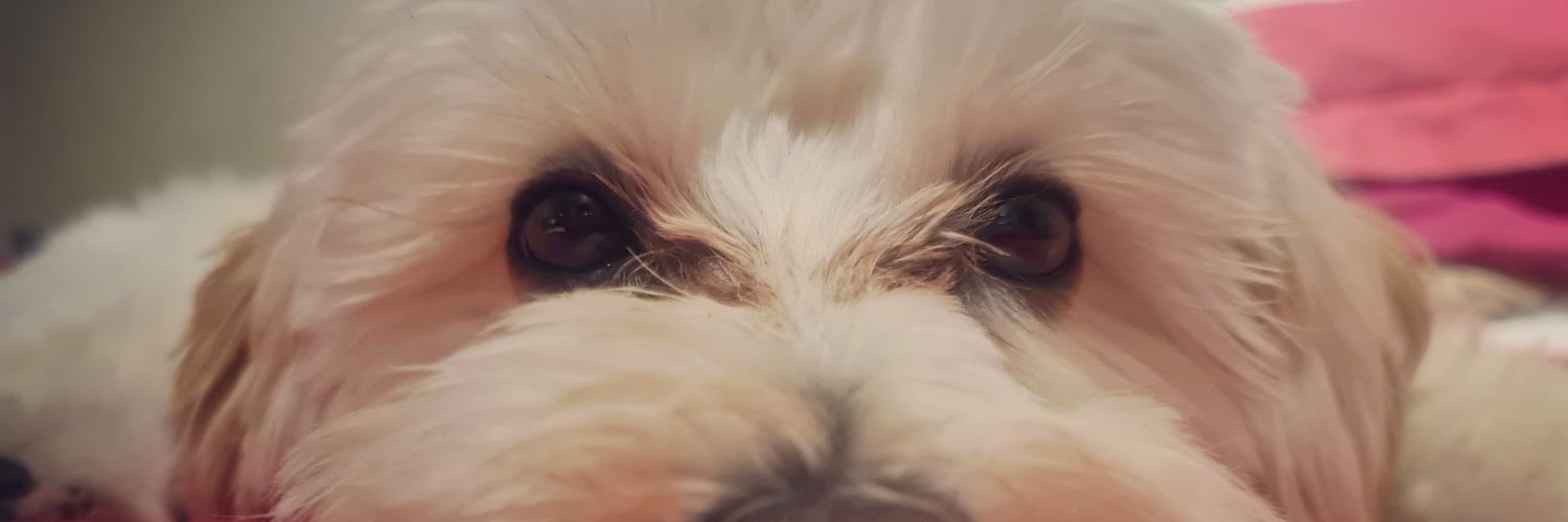 neckychii's profile banner image
