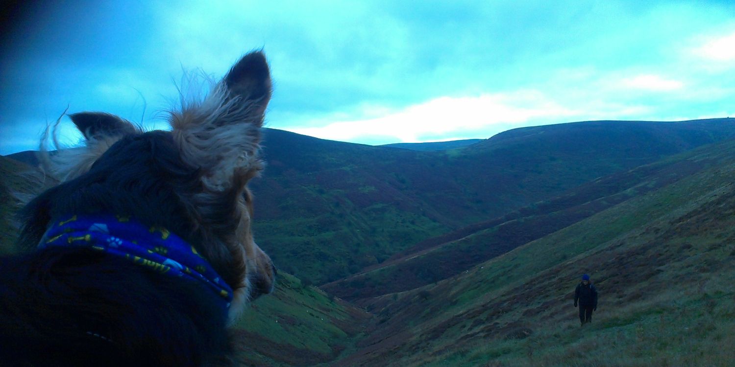 DogMungo's profile banner image