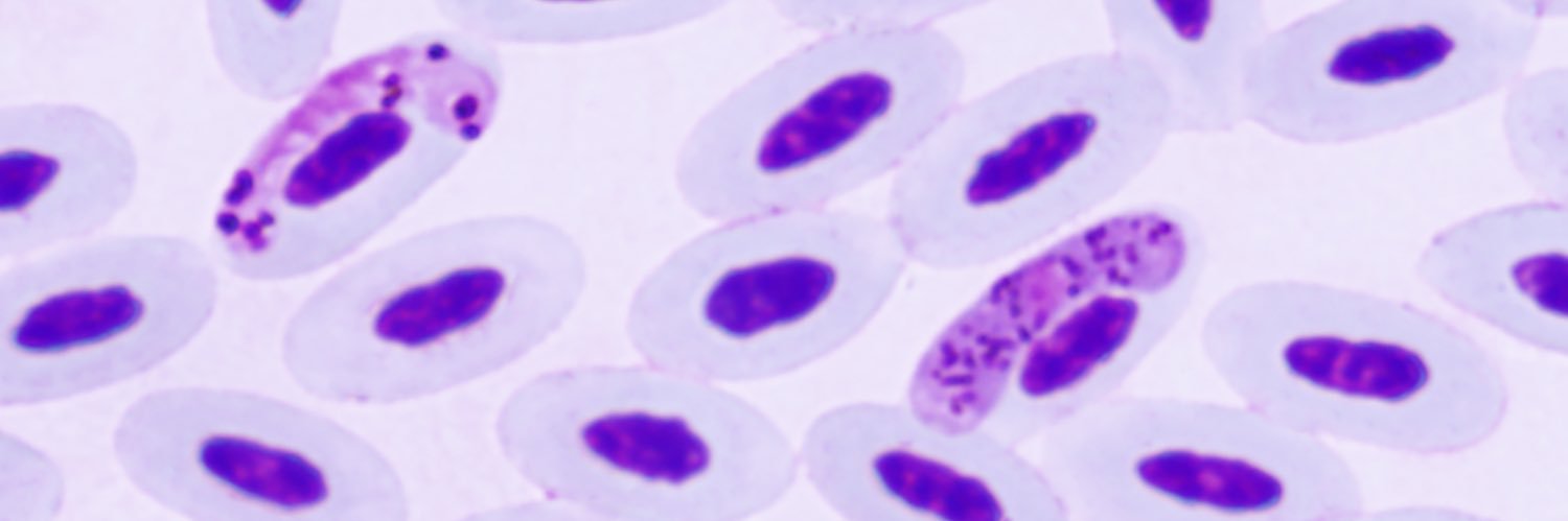 drarifciloglu's profile banner image