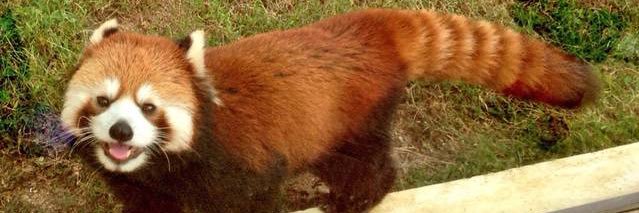 redpandalabo's profile banner image