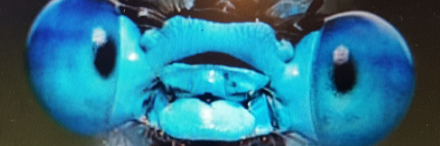 MeifuG's profile banner image