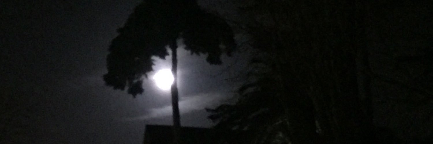 silvina gomez banner