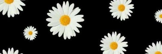 _daisyeal's profile banner image