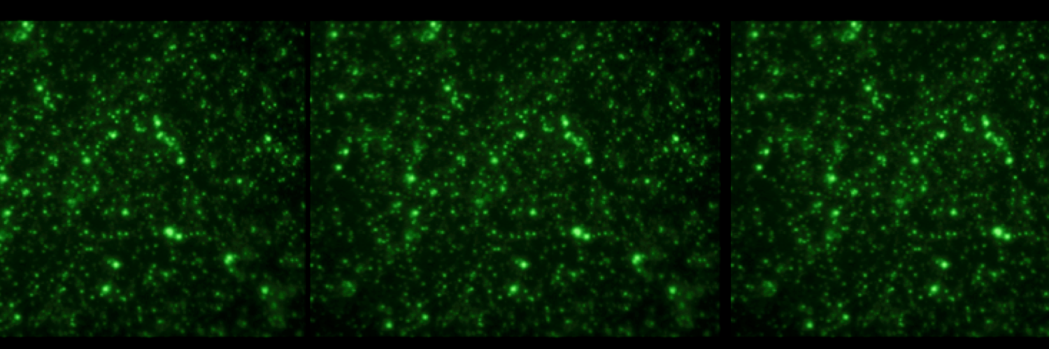 Libusha Kelly banner