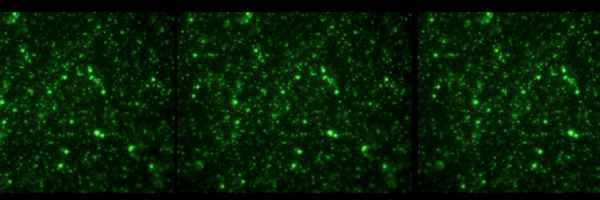 microbegrrl Profile Banner
