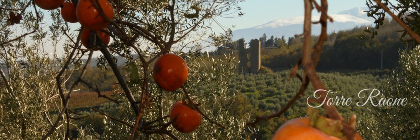 TorreRaone's profile banner image