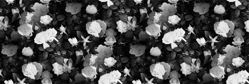 mt6111's profile banner image