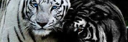 Anamika_Durga's profile banner image