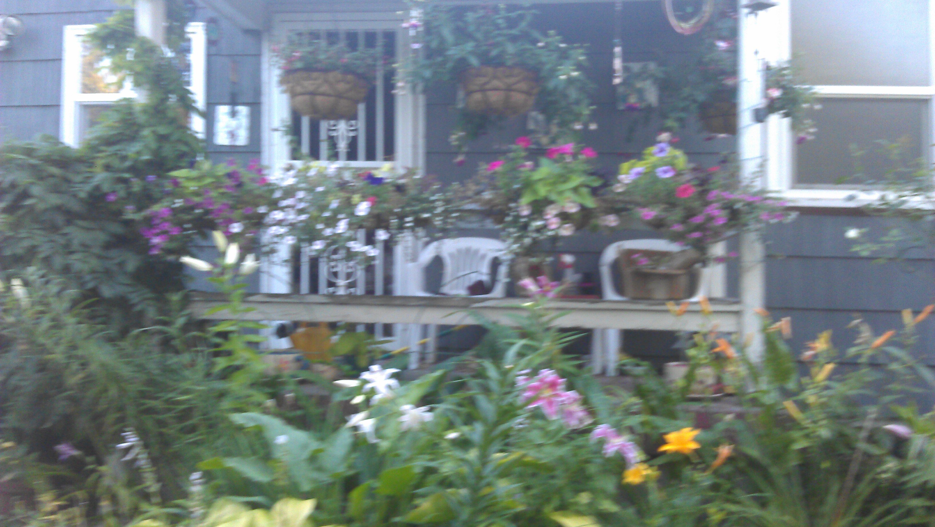 Cynthia Scott banner