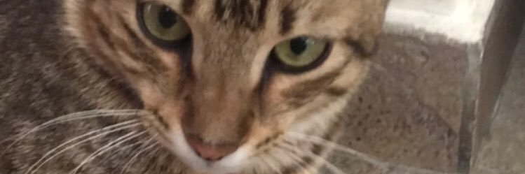 CamiRobinot's profile banner image