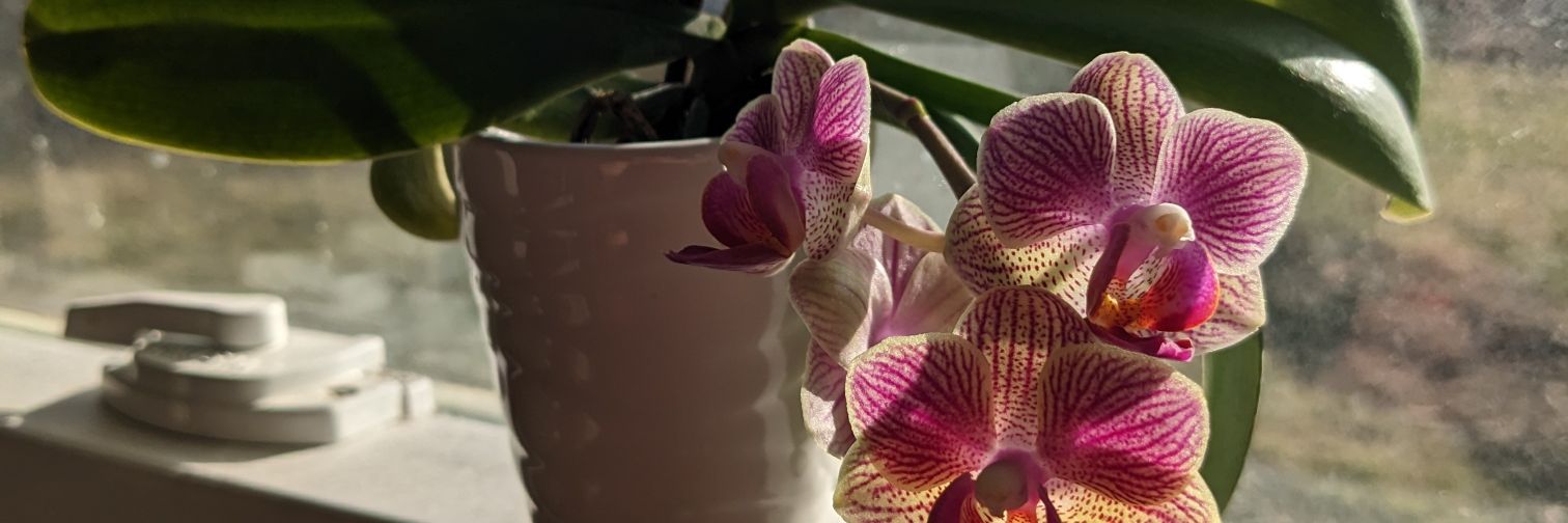 91Seashells's profile banner image