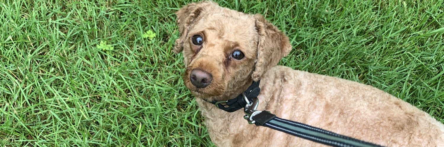 PuffyPoodle63's profile banner image