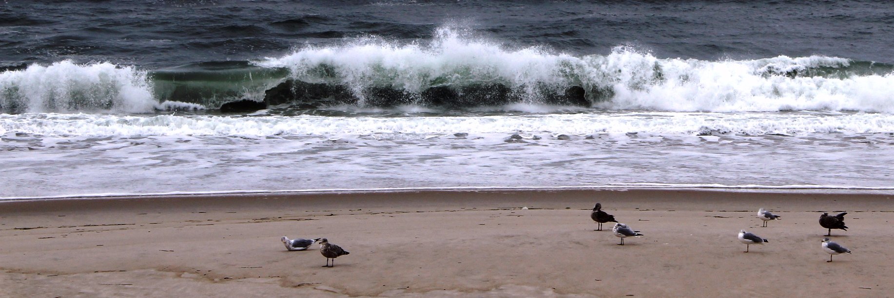 Suffolk County Parks banner
