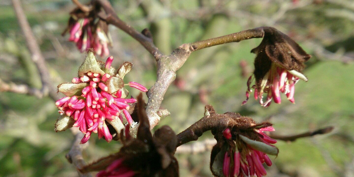 sdhorticulture's profile banner image