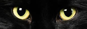 DebbievOostrum's profile banner image