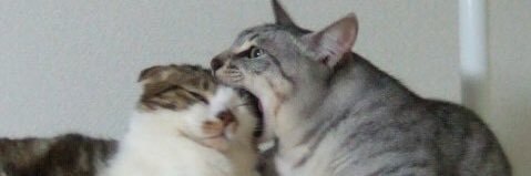 ansiosv's profile banner image