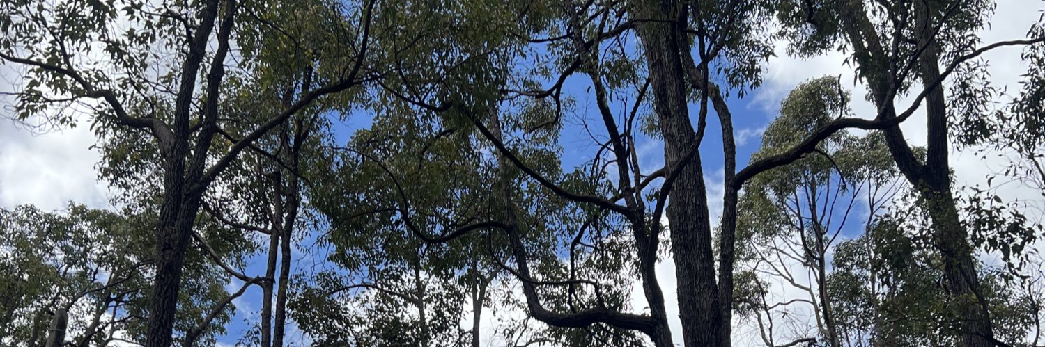 kyorangi's profile banner image