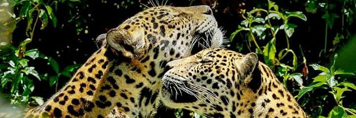 andrecesarsenis's profile banner image
