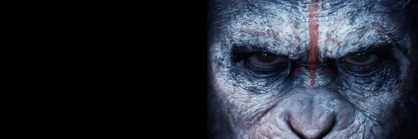 ThebearGill's profile banner image