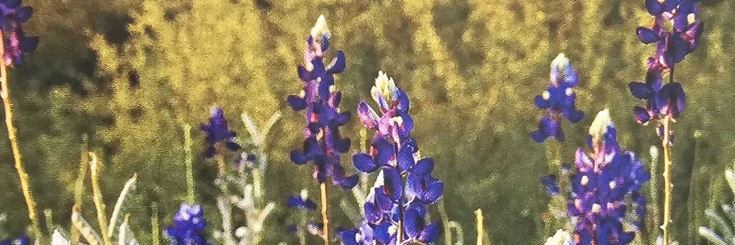 corazoncitomini's profile banner image