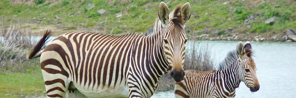 autyzebra's profile banner image