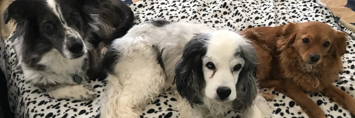 FreeWallyDog's profile banner image