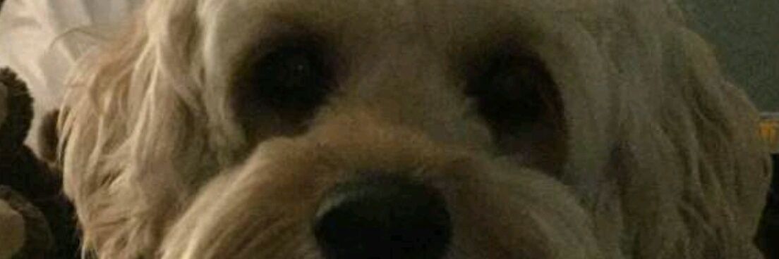 SomeRedRose's profile banner image
