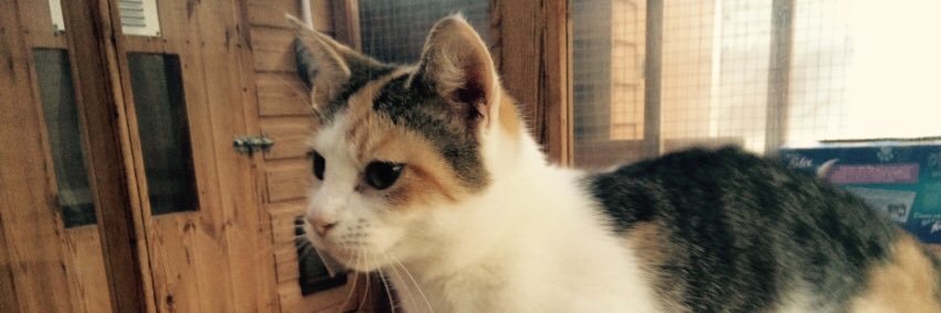 Imelda Shirley banner