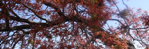 jamshedkh Profile Banner