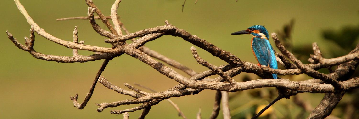 wildlifephoto_'s profile banner image