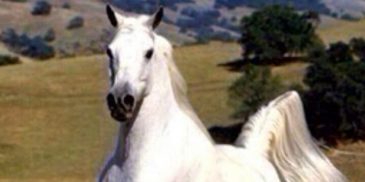 ksa0507733's profile banner image