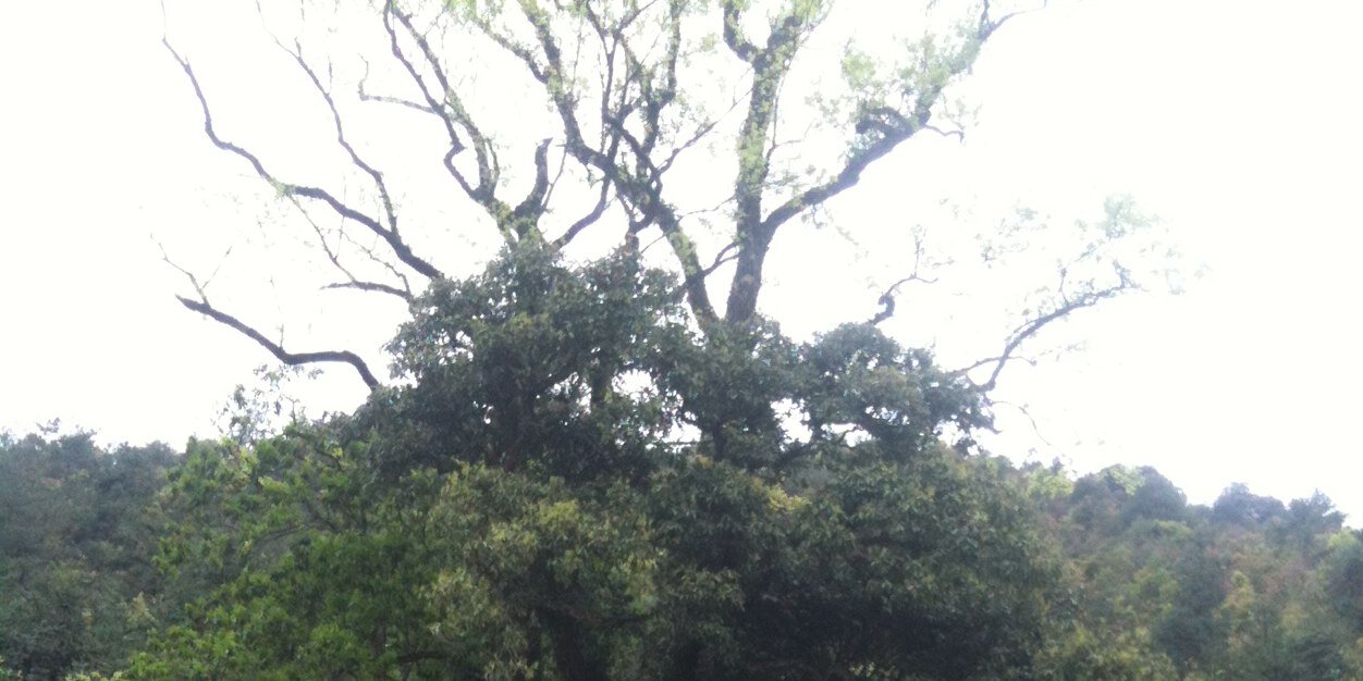 Hookfeng banner