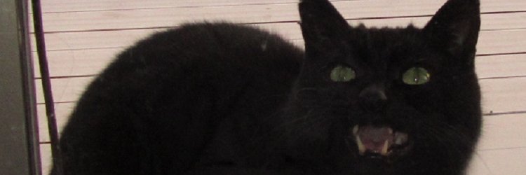neko_occhan's profile banner image