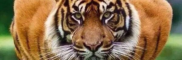 Goonerix's profile banner image