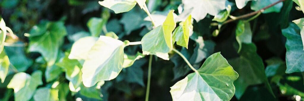 camintweets's profile banner image