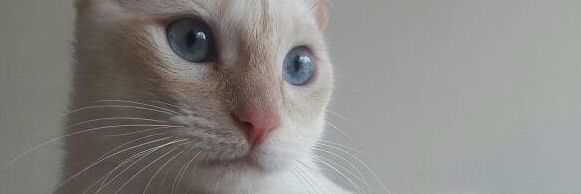 TATAPOSADAA's profile banner image