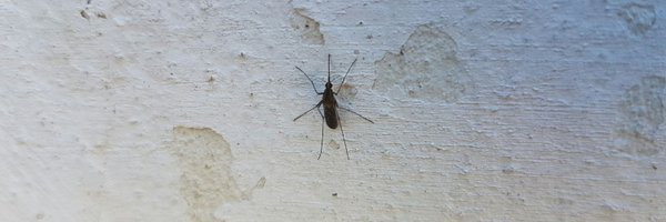 ChauDG Profile Banner