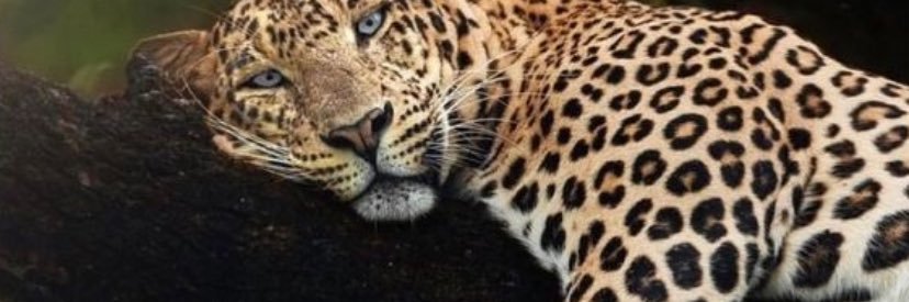 Essyuce's profile banner image