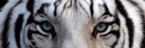 MarcinLobacz's profile banner image