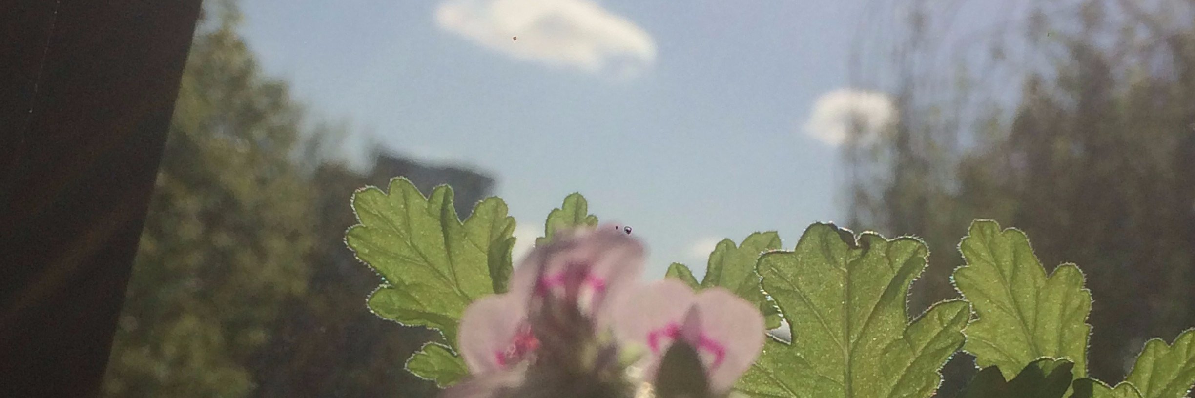 FoxxxFoxxx's profile banner image