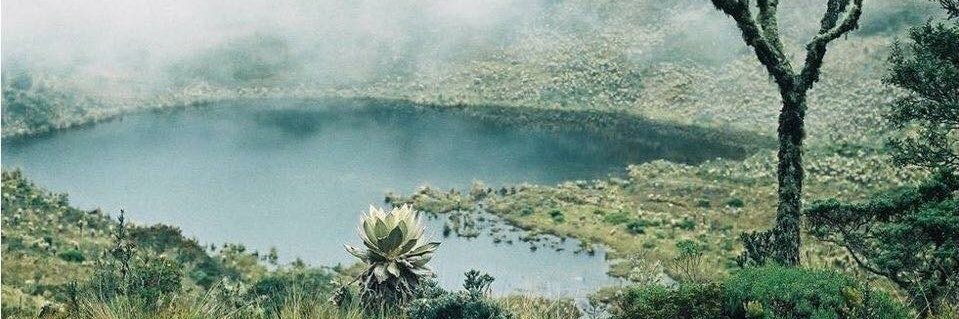 Dora Moncada Rasmussen banner