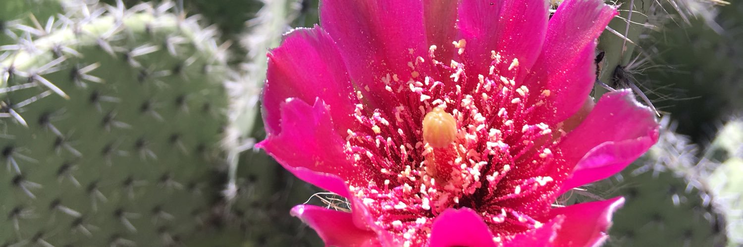 Heulsuse 🇵🇸 banner