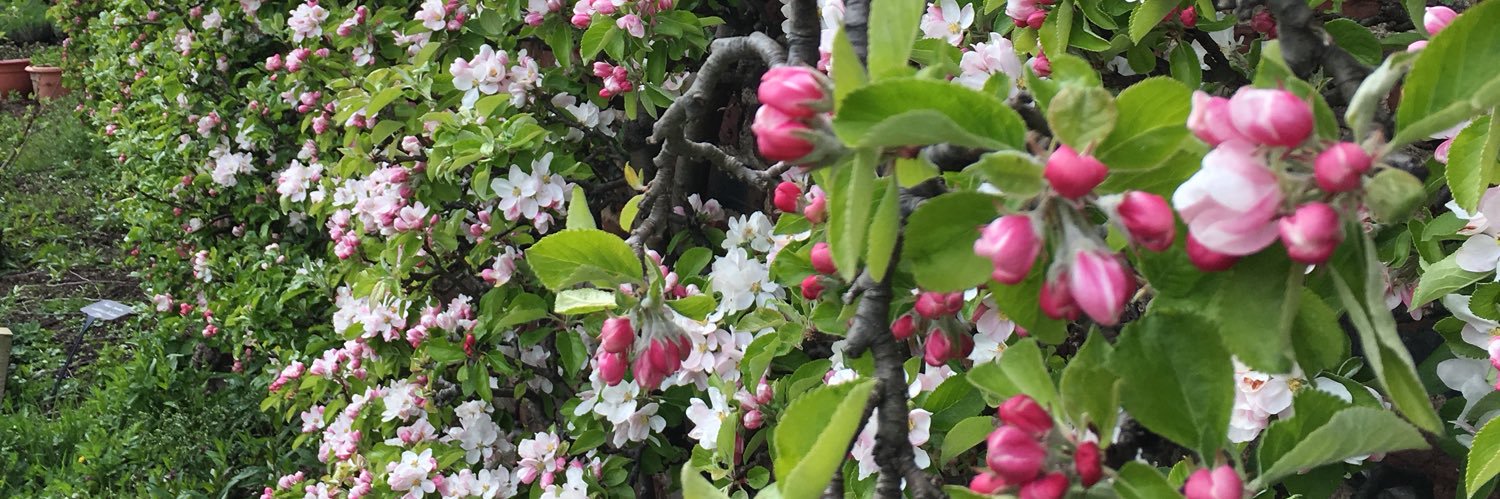 Zara Gordon Lennox banner