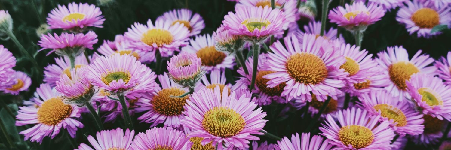 melajoycee's profile banner image
