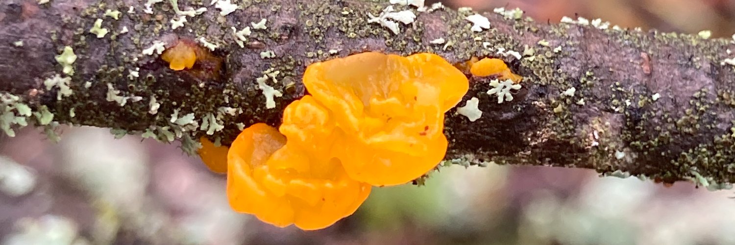CcgibbsAllen's profile banner image