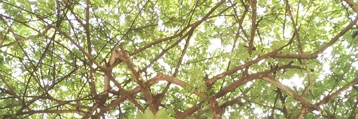 auliadap's profile banner image